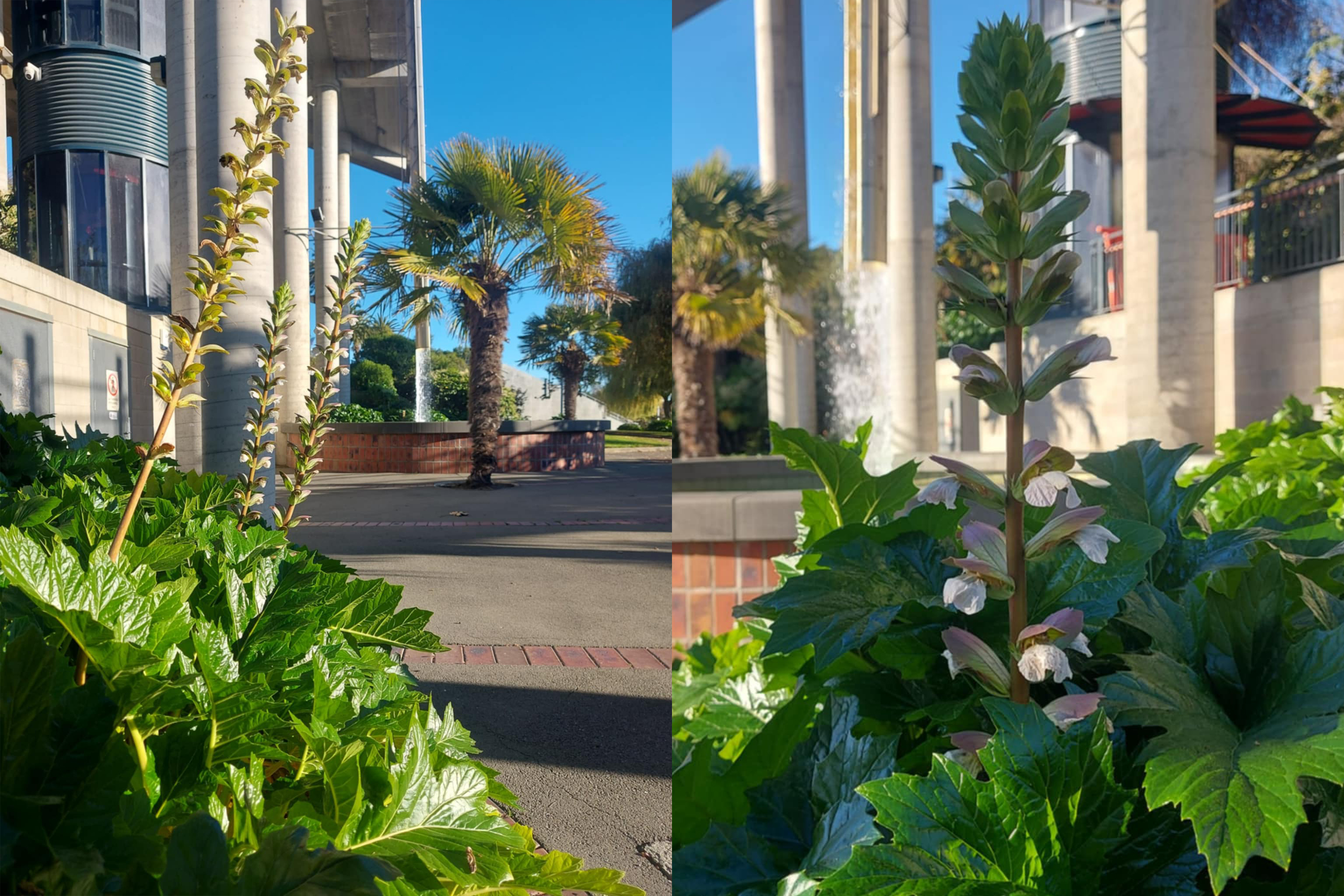 Acanthus Plants at Timarus Caroline Bay Piazza Fountain