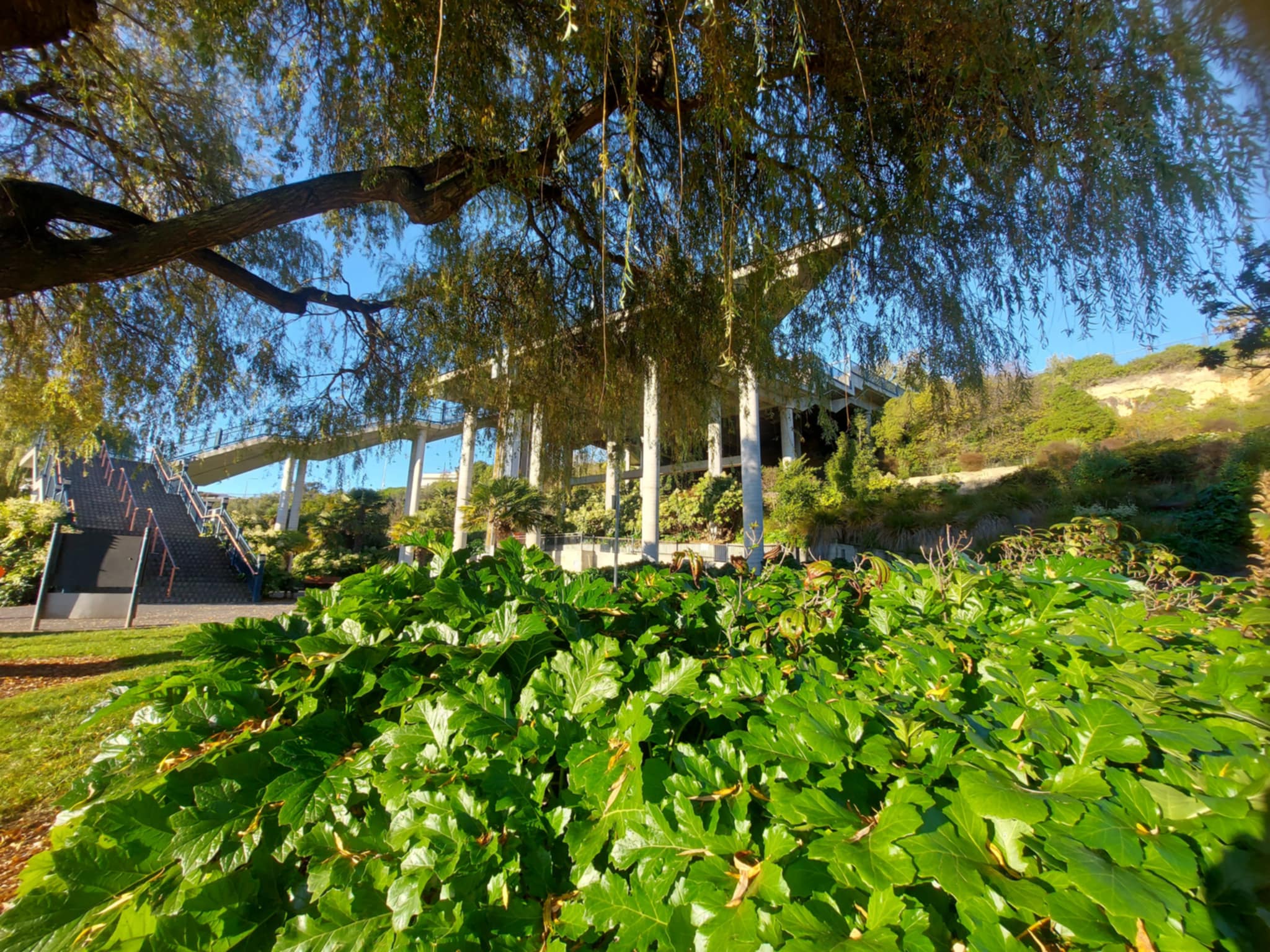 Acanthus Plants with Timarus Piazza behind Roselyn Fauth