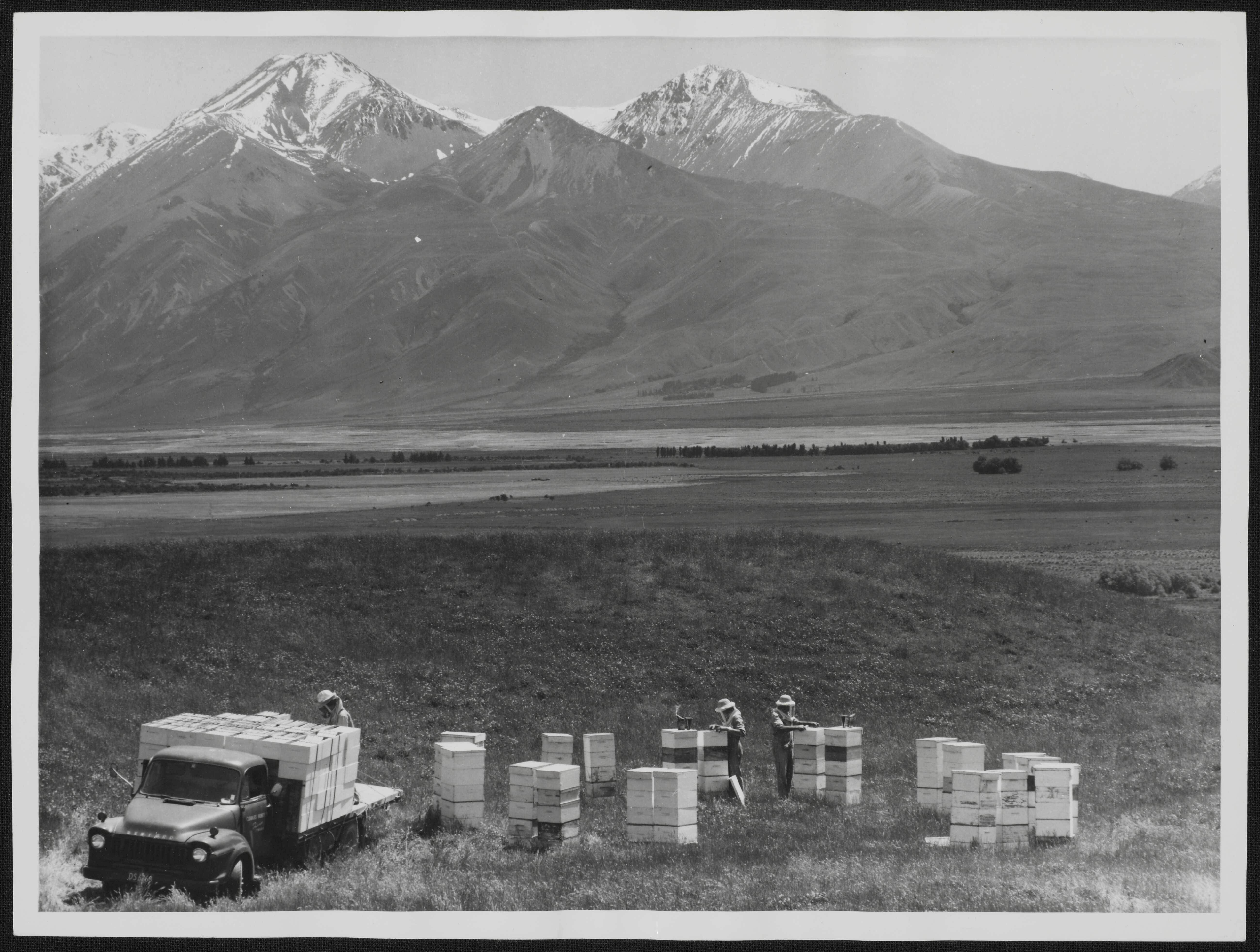 Agriculture Bees Publicity Caption Servicing hives Mesopotamia Canterbury Province Harry Cloake Cloake Honey Ltd Timaru Photographer B Neill FL90839179
