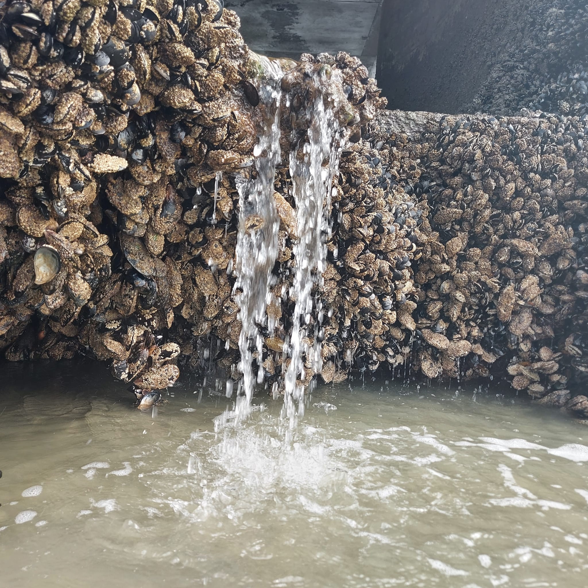 Benvenue Cliffs Lighthouse and Waimataitai Beach WuHoo Timaru Roselyn Fauth Dec 2021 3