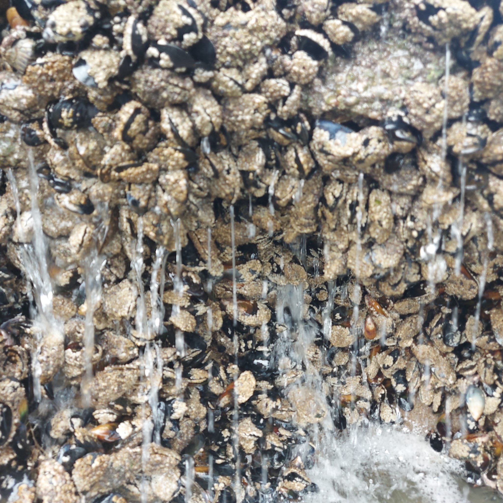 Benvenue Cliffs Lighthouse and Waimataitai Beach WuHoo Timaru Roselyn Fauth Dec 2021 3