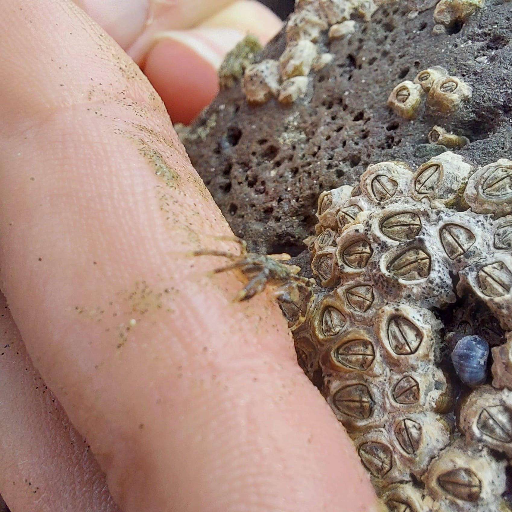 Benvenue Cliffs Lighthouse and Waimataitai Beach WuHoo Timaru Roselyn Fauth Dec 2021 3