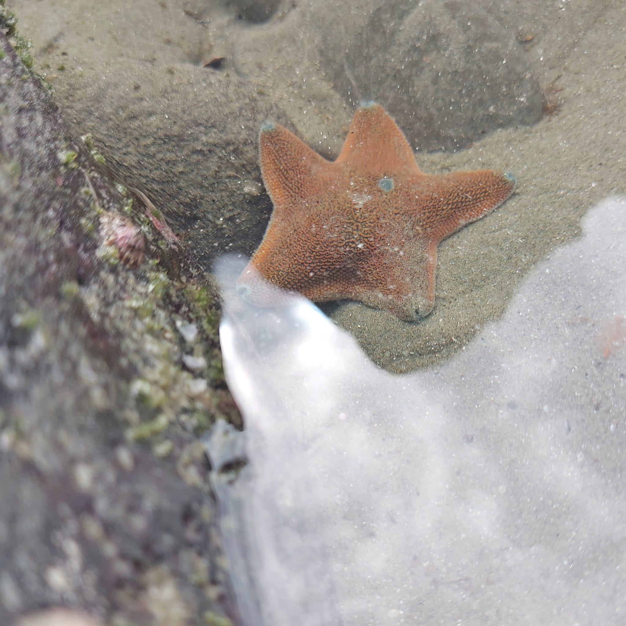 Benvenue Cliffs Lighthouse and Waimataitai Beach WuHoo Timaru Roselyn Fauth Dec 2021 3