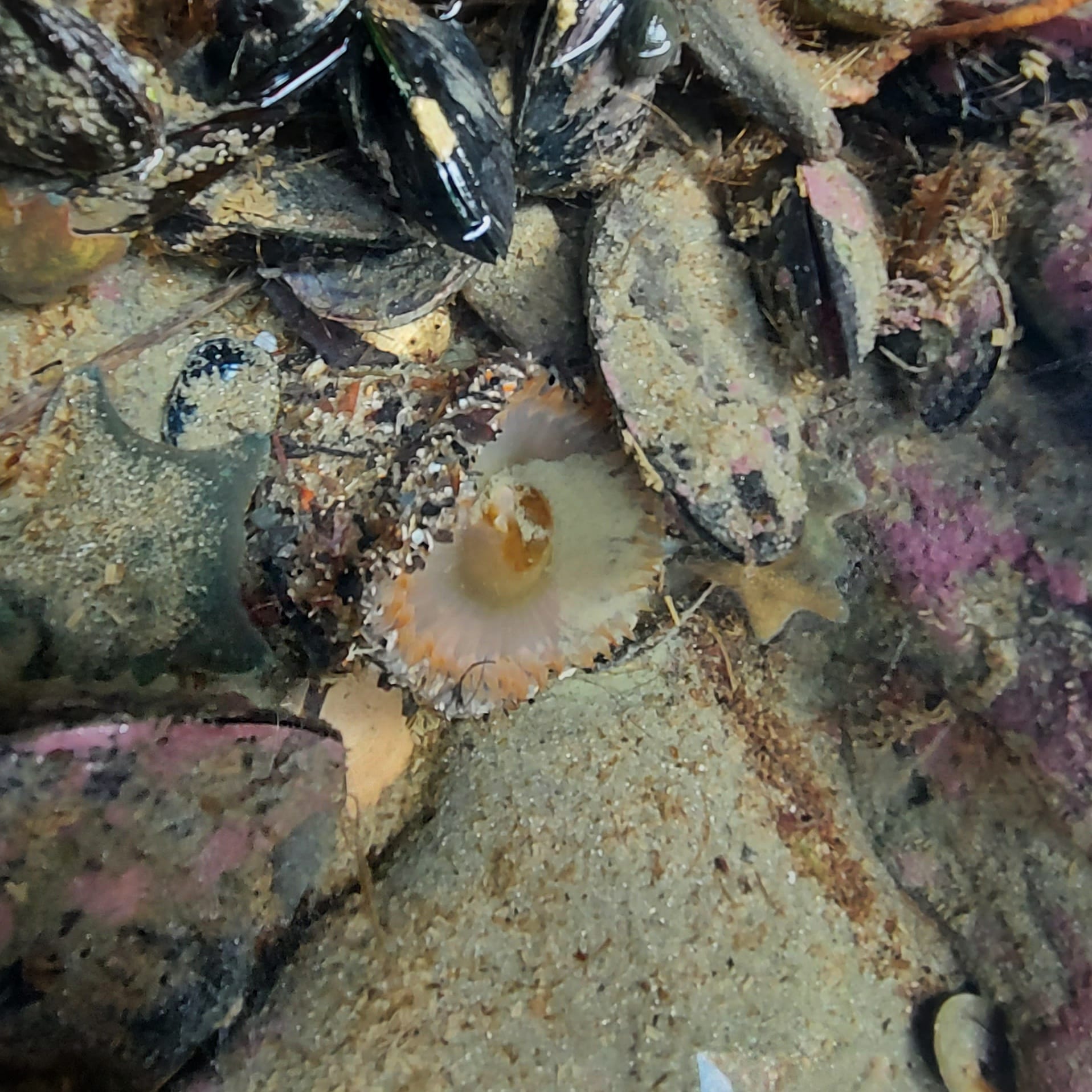 Benvenue Cliffs Lighthouse and Waimataitai Beach WuHoo Timaru Roselyn Fauth Dec 2021 3