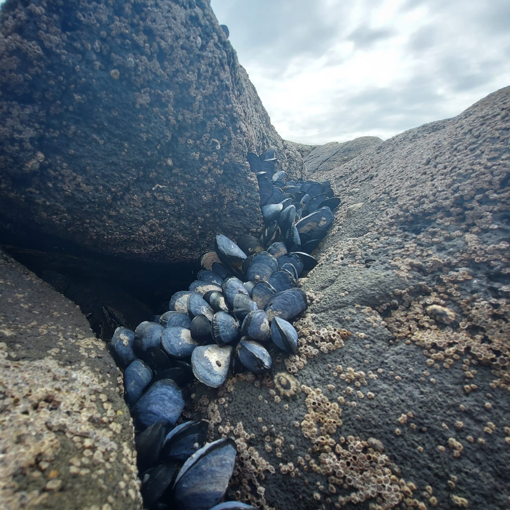 Benvenue Cliffs Lighthouse and Waimataitai Beach WuHoo Timaru Roselyn Fauth Dec 2021 3