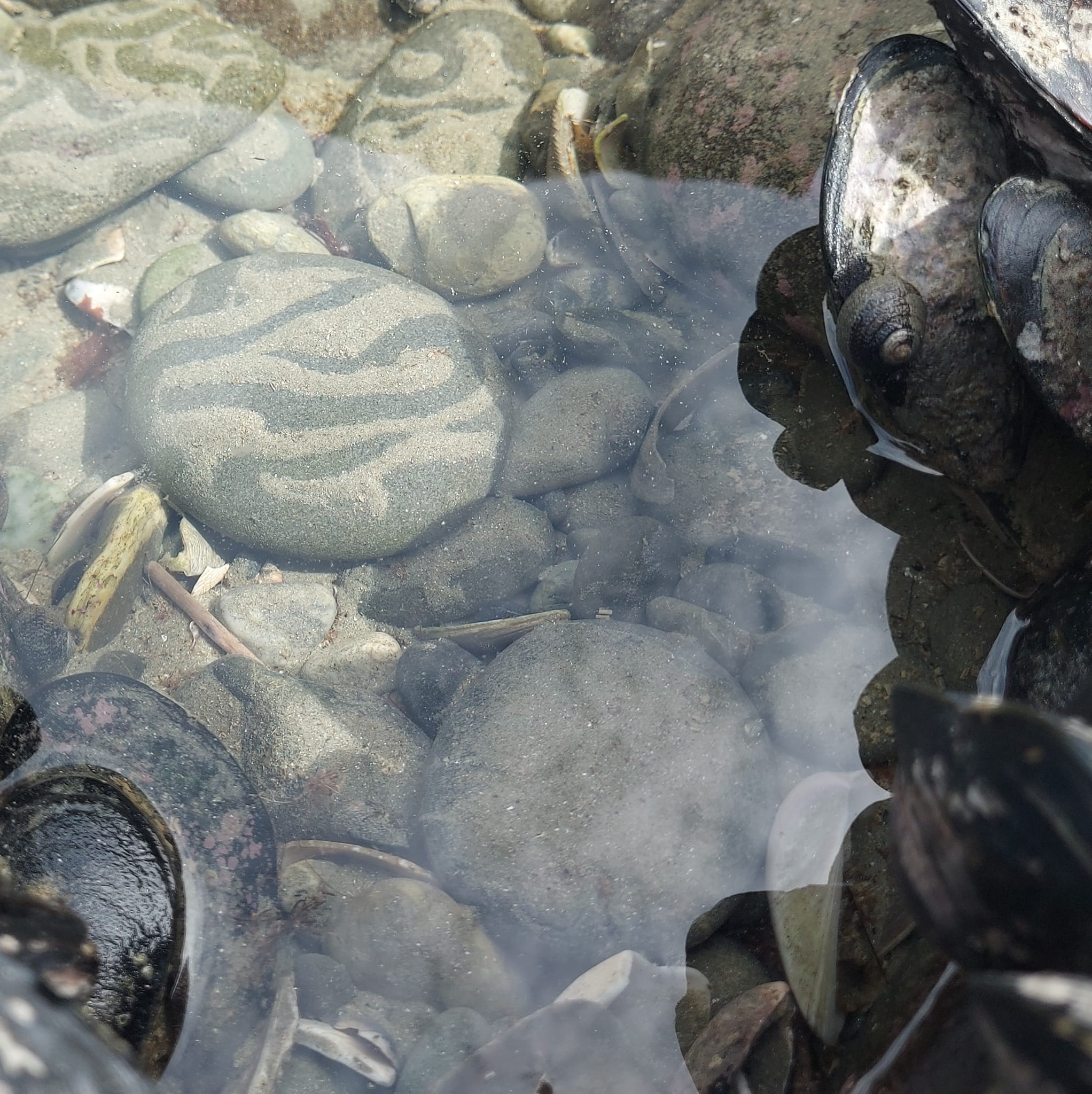 Benvenue Cliffs Lighthouse and Waimataitai Beach WuHoo Timaru Roselyn Fauth Dec 2021 3