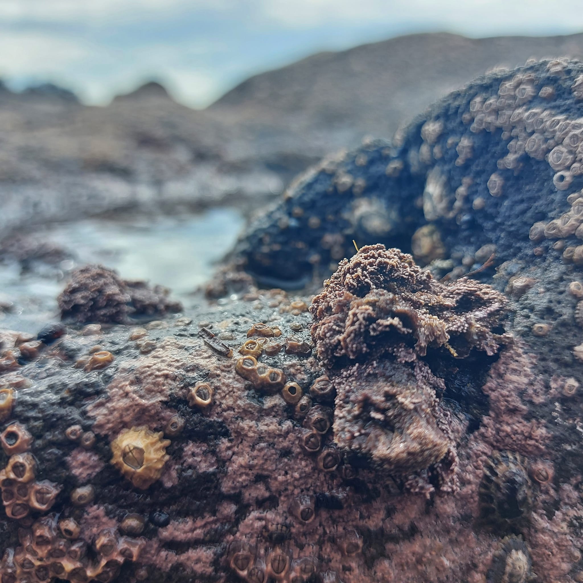 Benvenue Cliffs Lighthouse and Waimataitai Beach WuHoo Timaru Roselyn Fauth Dec 2021 3