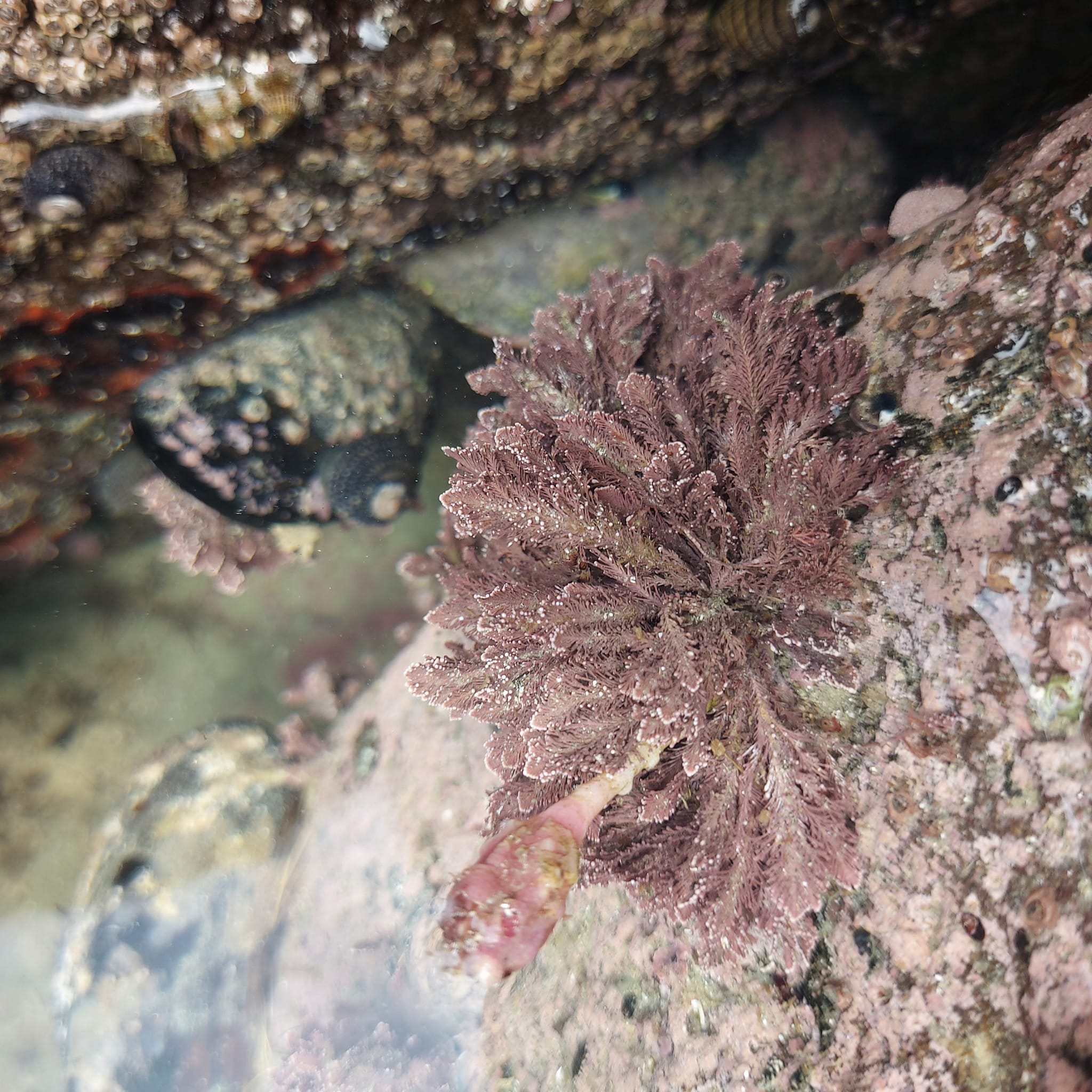 Benvenue Cliffs Lighthouse and Waimataitai Beach WuHoo Timaru Roselyn Fauth Dec 2021 3