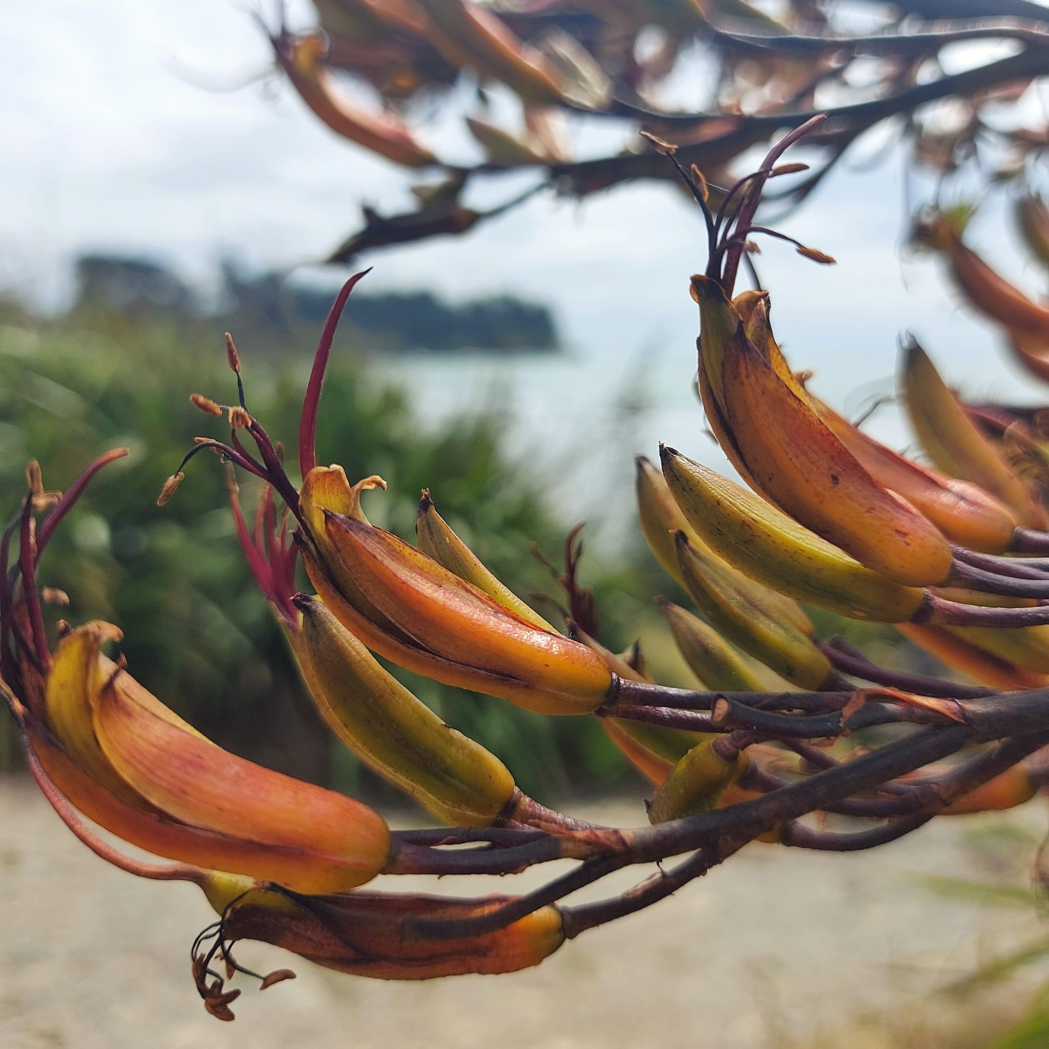 Benvenue Cliffs Lighthouse and Waimataitai Beach WuHoo Timaru Roselyn Fauth Dec 2021 3