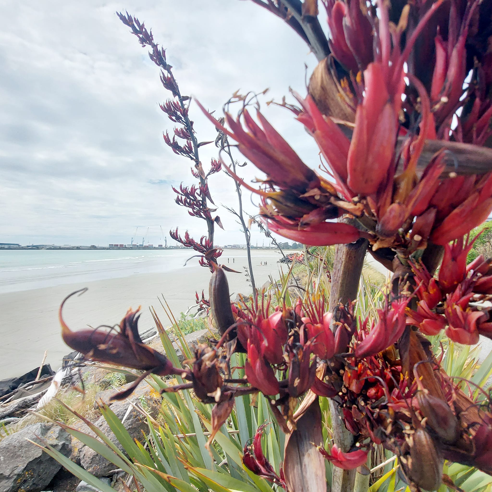 Benvenue Cliffs Lighthouse and Waimataitai Beach WuHoo Timaru Roselyn Fauth Dec 2021 3