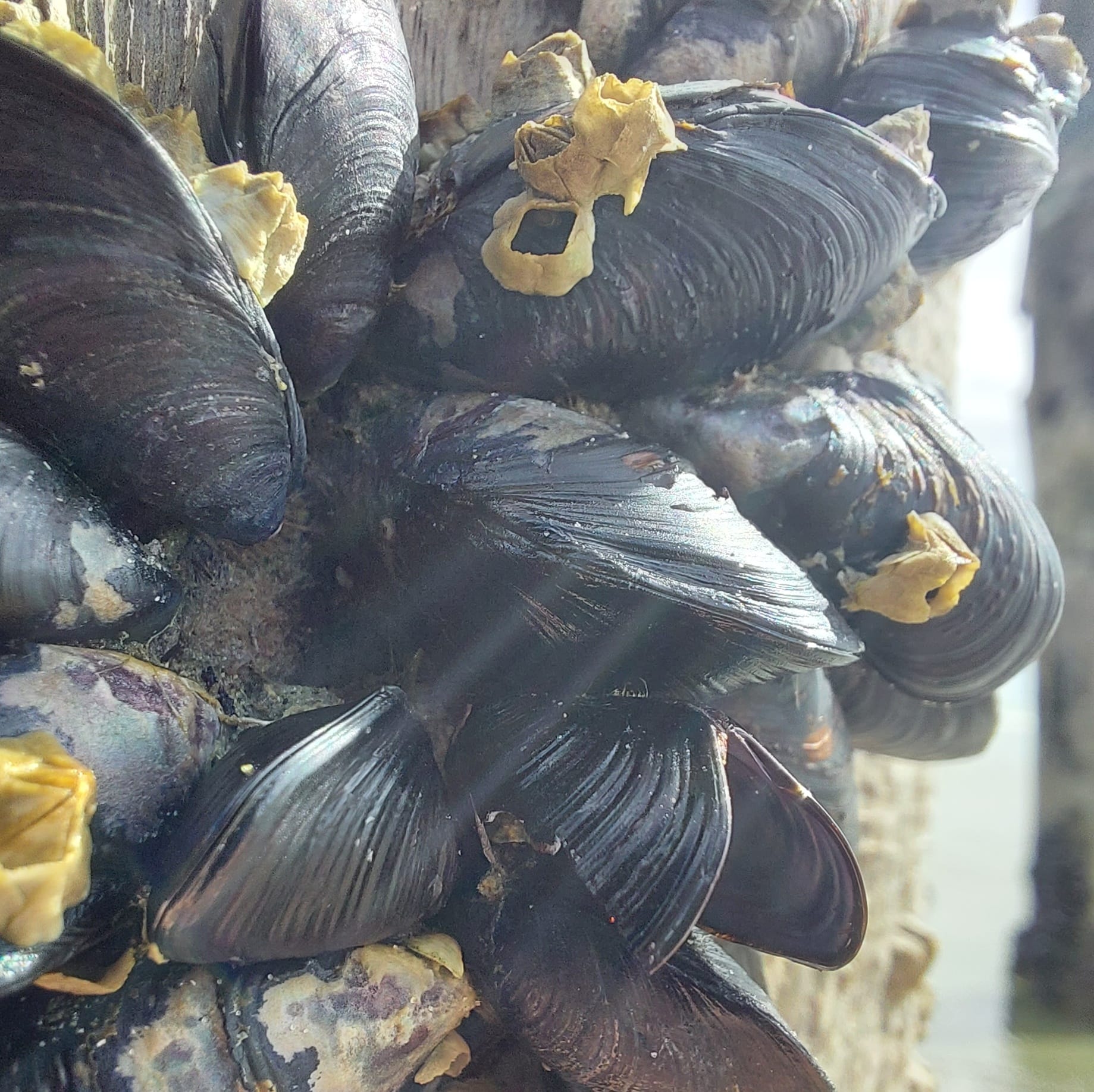 Benvenue Cliffs Lighthouse and Waimataitai Beach WuHoo Timaru Roselyn Fauth Dec 2021 3