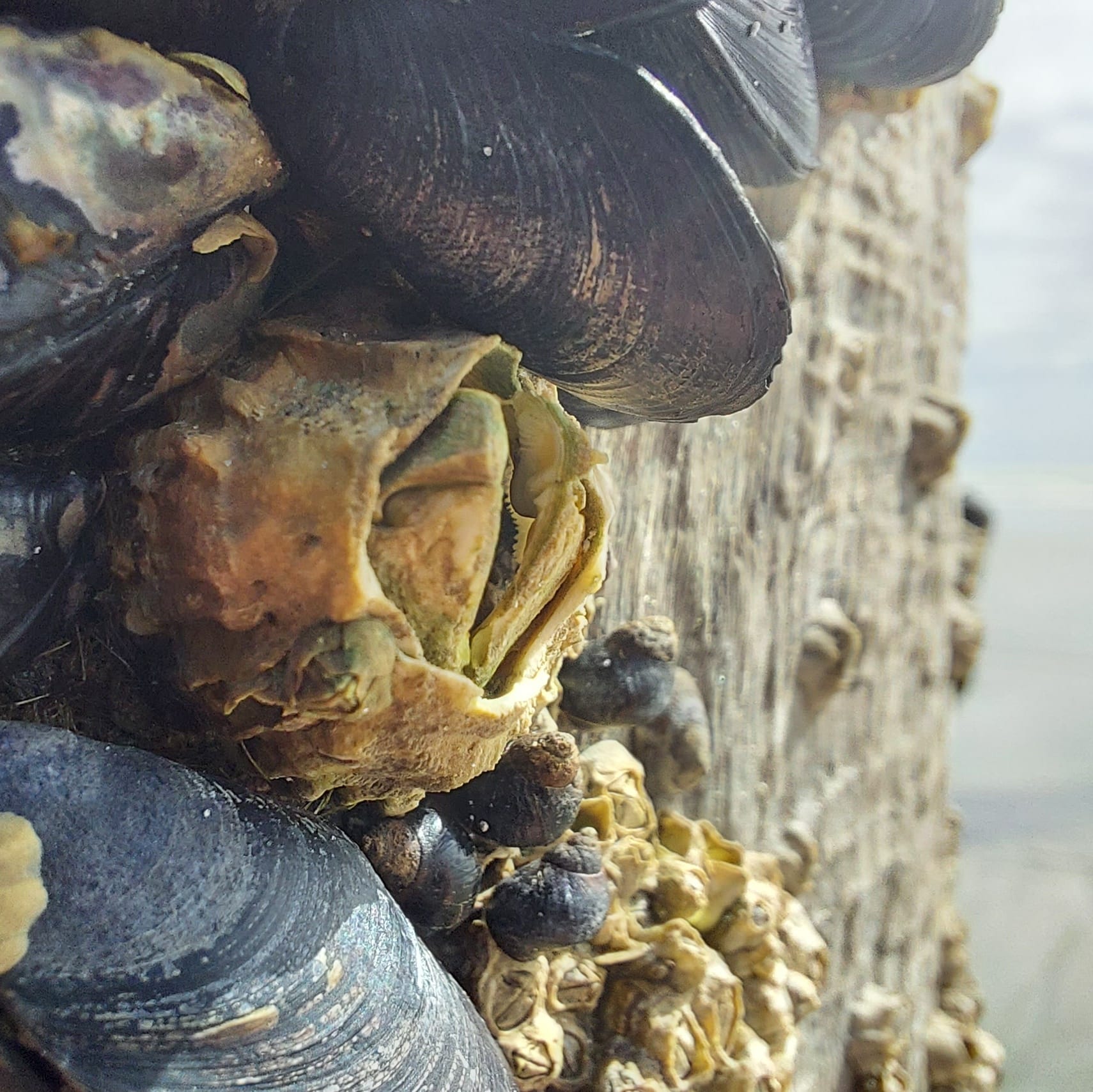 Benvenue Cliffs Lighthouse and Waimataitai Beach WuHoo Timaru Roselyn Fauth Dec 2021 3