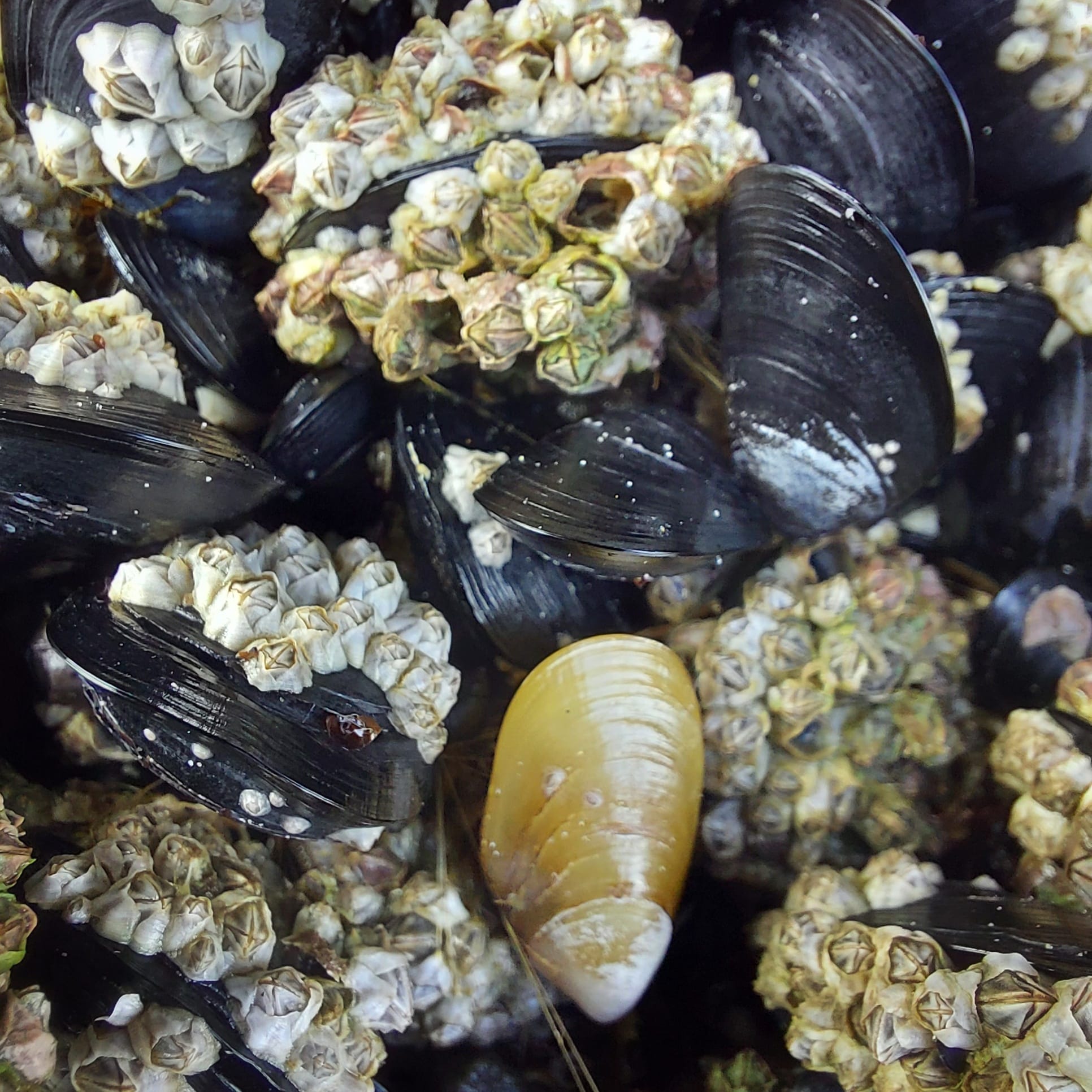 Benvenue Cliffs Lighthouse and Waimataitai Beach WuHoo Timaru Roselyn Fauth Dec 2021 3