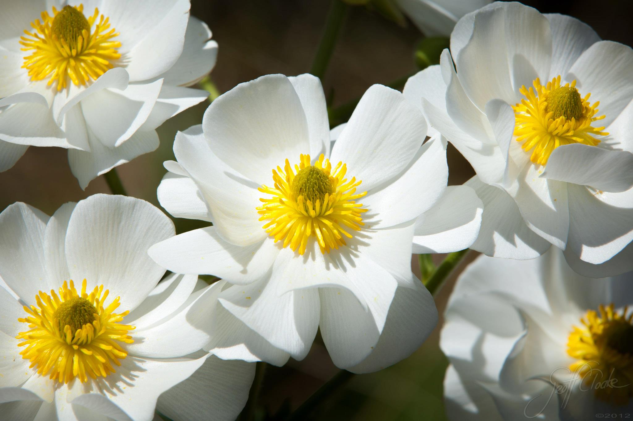 Mt Cook Lillies at the Hooker Valley Buttercup Geoff Cloake 3