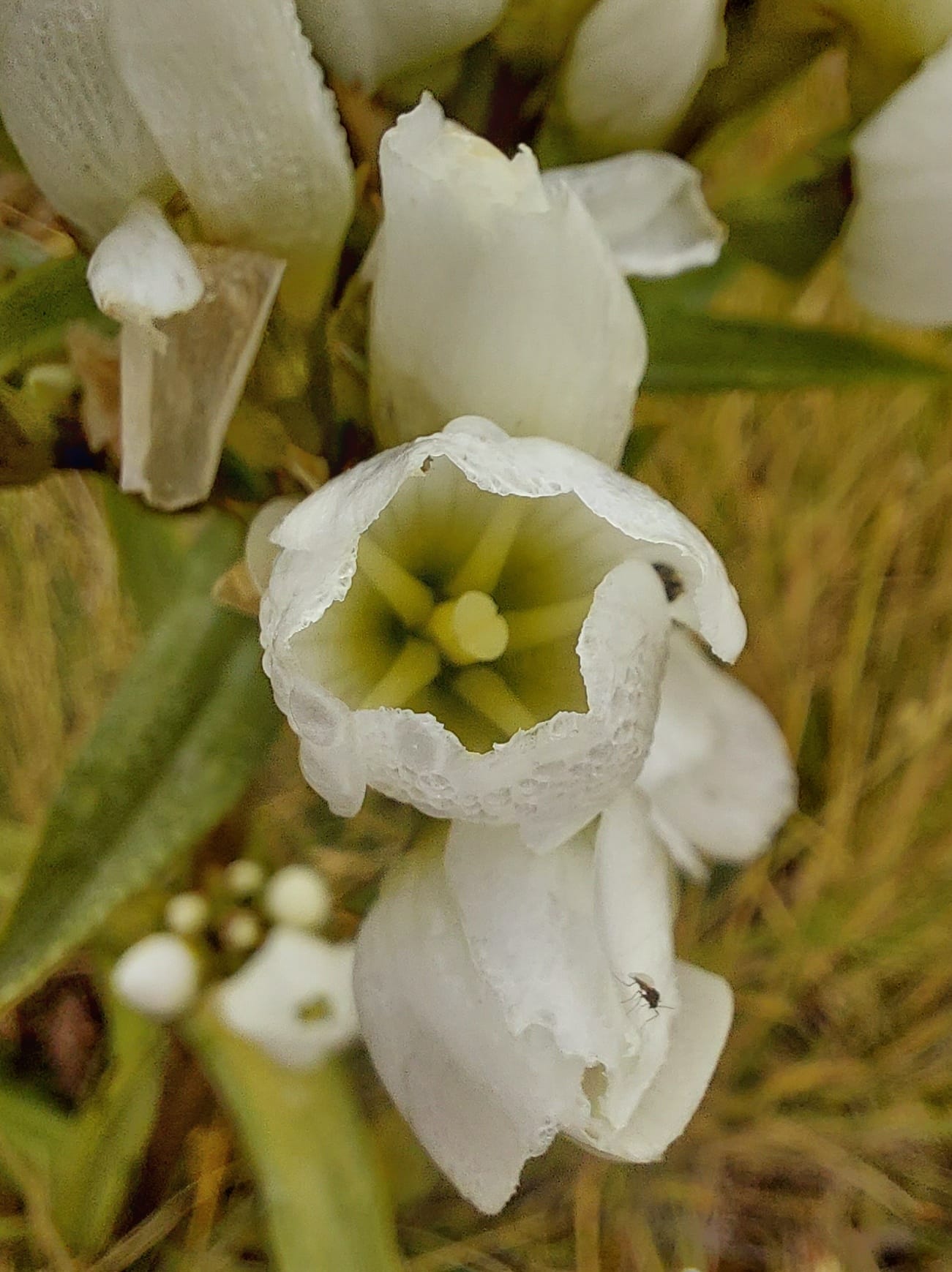 Mt Cook Lillies at the Hooker Valley Buttercup Roselyn Fauth