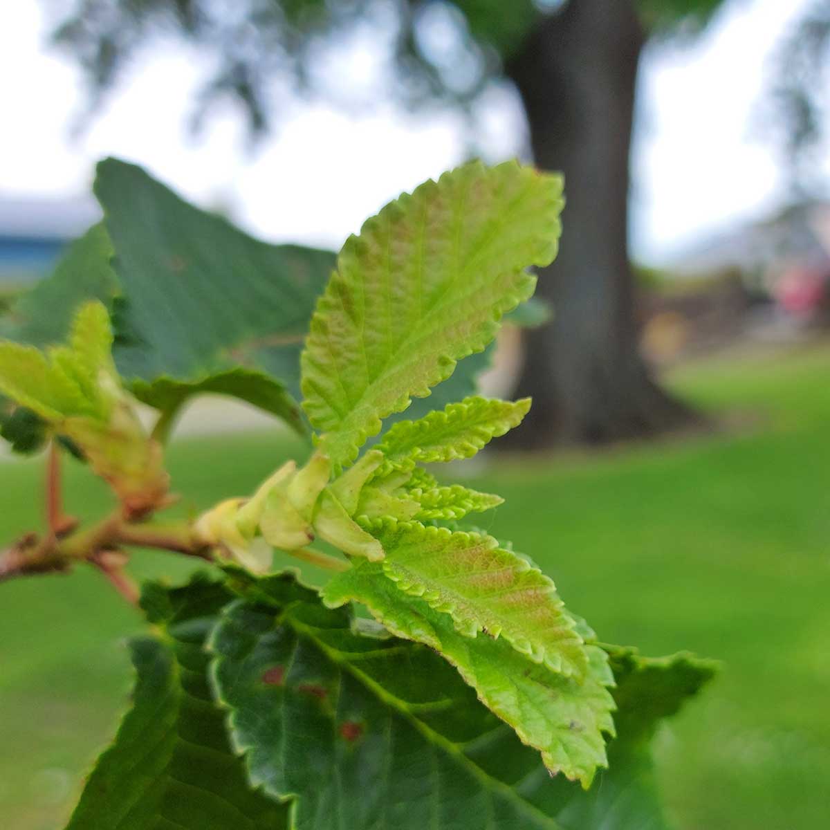 Charles Bowker ElmTree Timaru Centennial Park