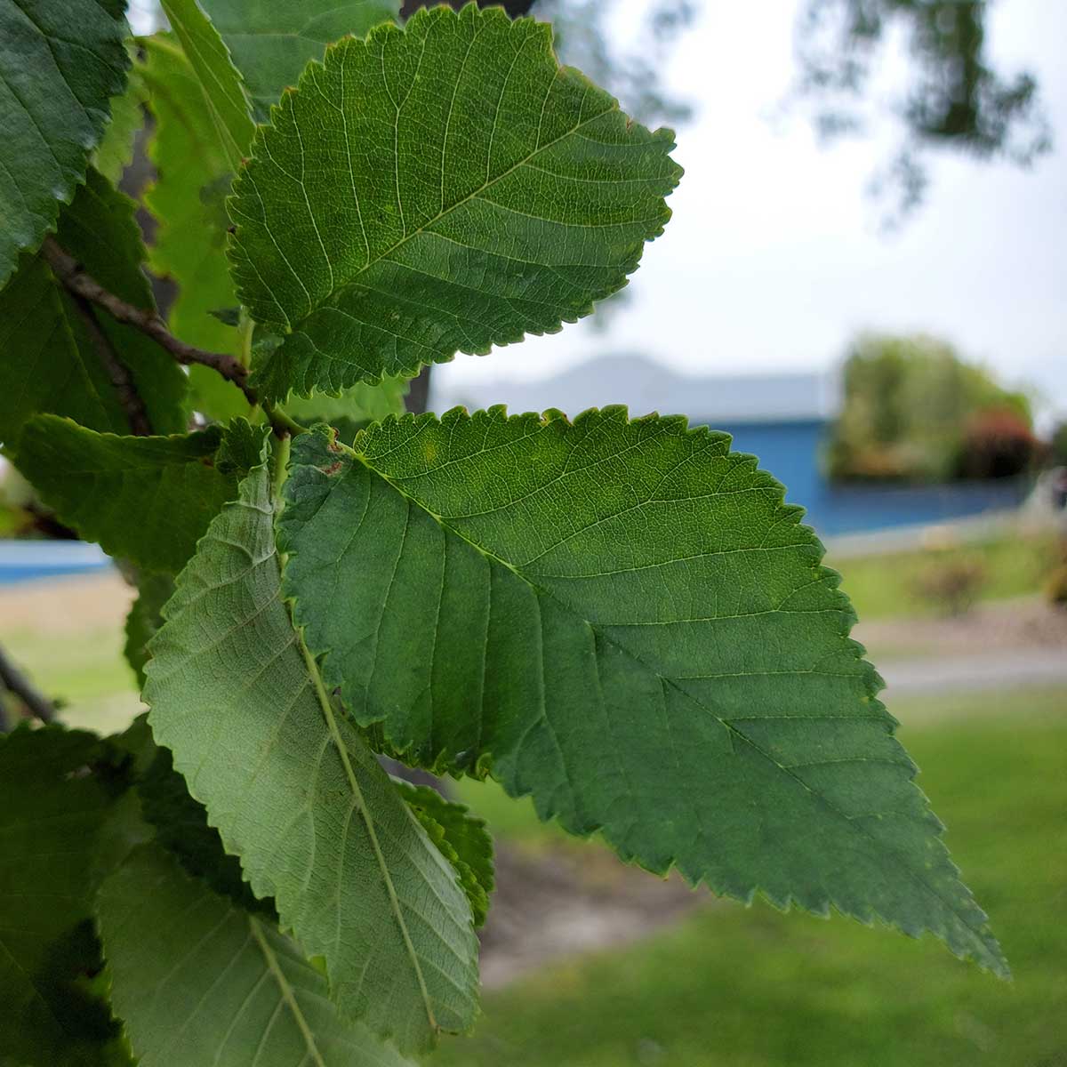 Charles Bowker ElmTree Timaru Centennial Park 2