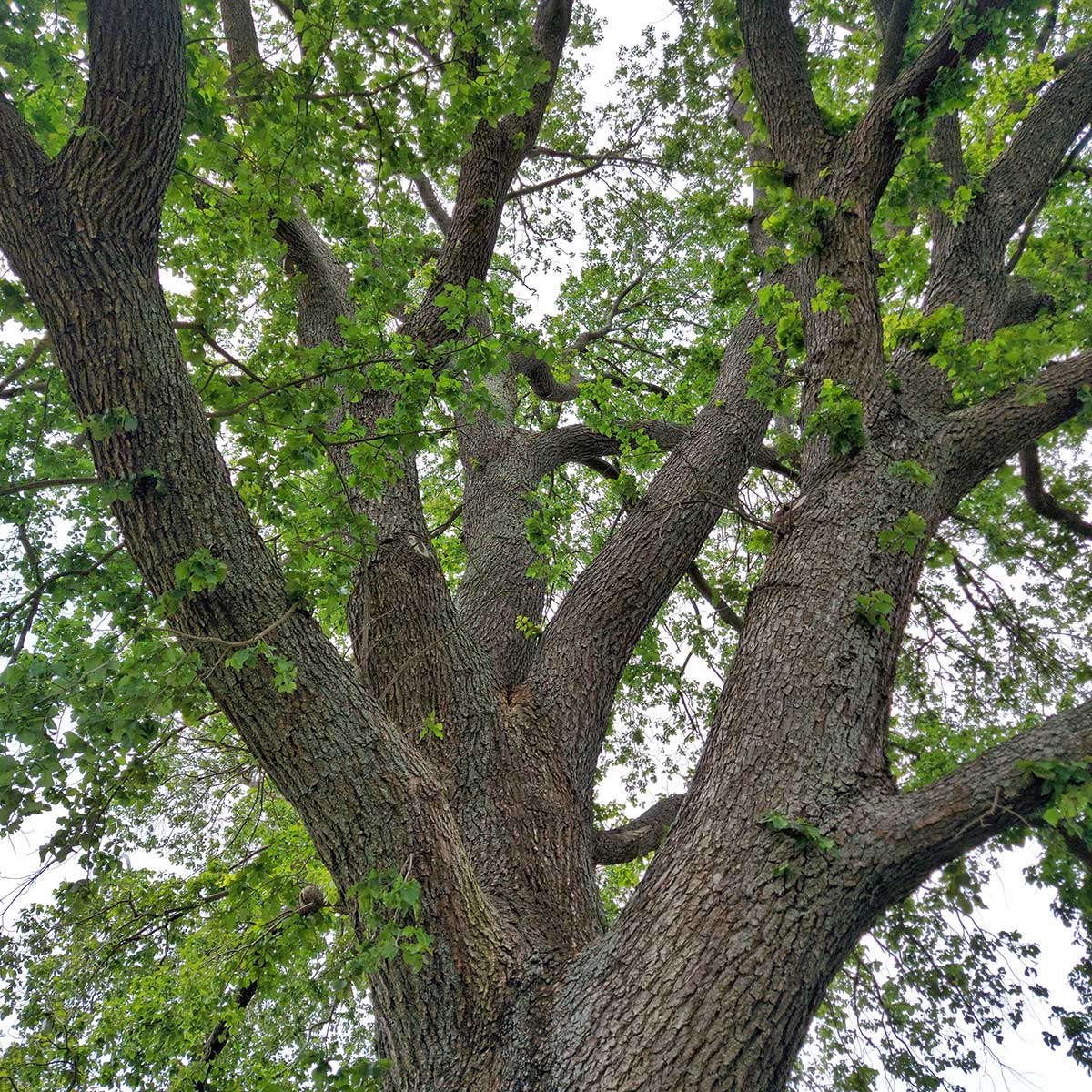 Charles Bowker ElmTree Timaru Centennial Park 3