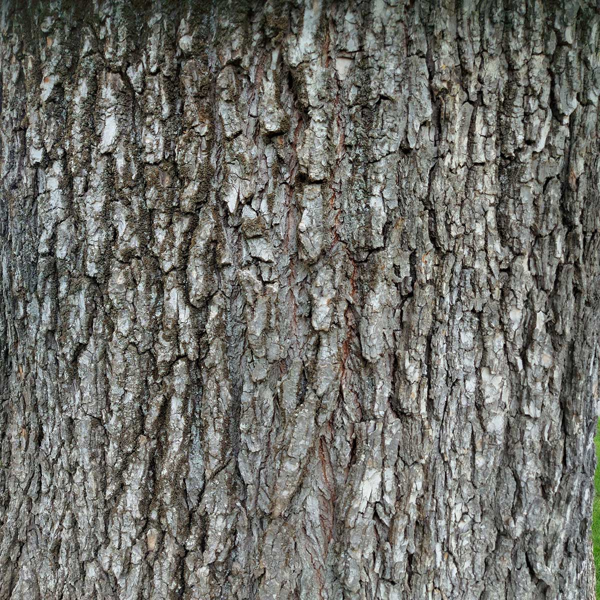 Charles Bowker ElmTree Timaru Centennial Park 4