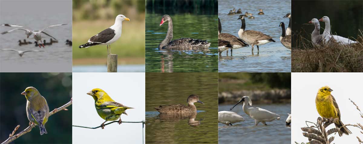 Birds at Otipua Wetland Timaru Photos Ron Lindsay and Geoff Cloake 2