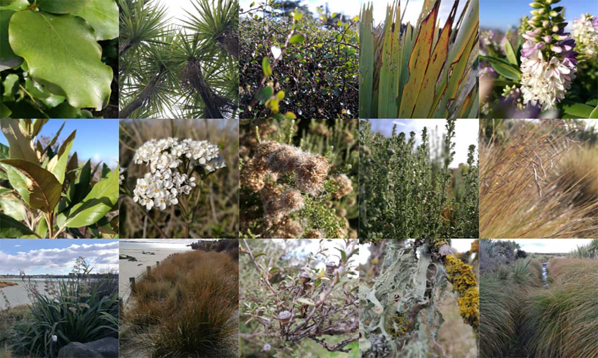 Plants at Otipua Wetland Timaru Photos RFauth