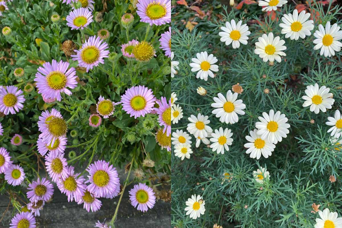 Daisys photo by Clarissa Doran