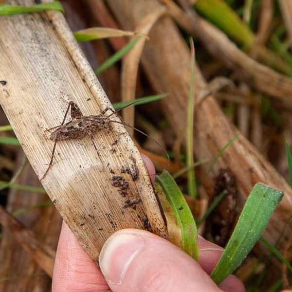 Finding Insects with Phillip Howe 1