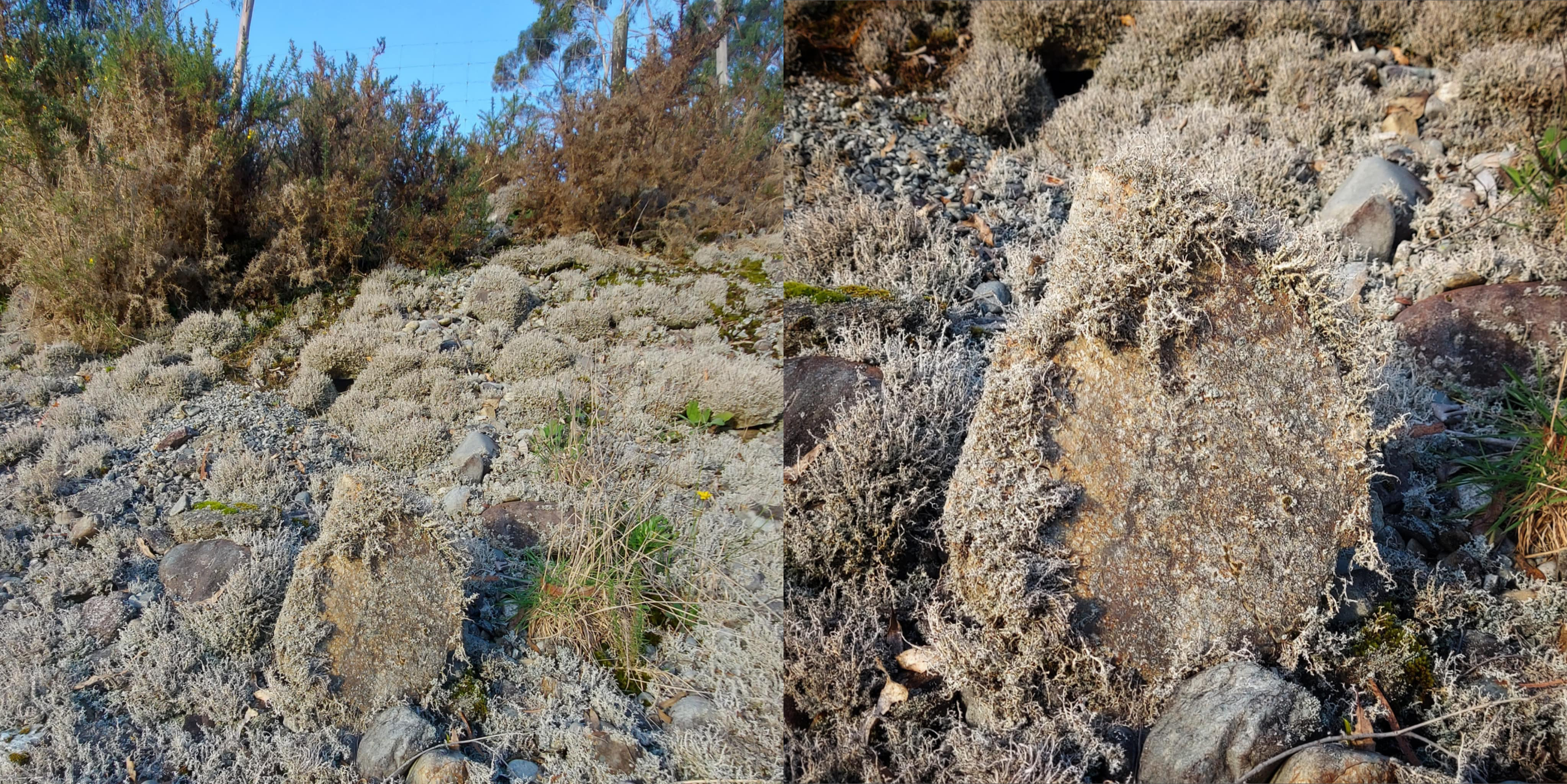 Larrikins Road West Coast near Kumara tailings on the side of the road and a rock we brought home