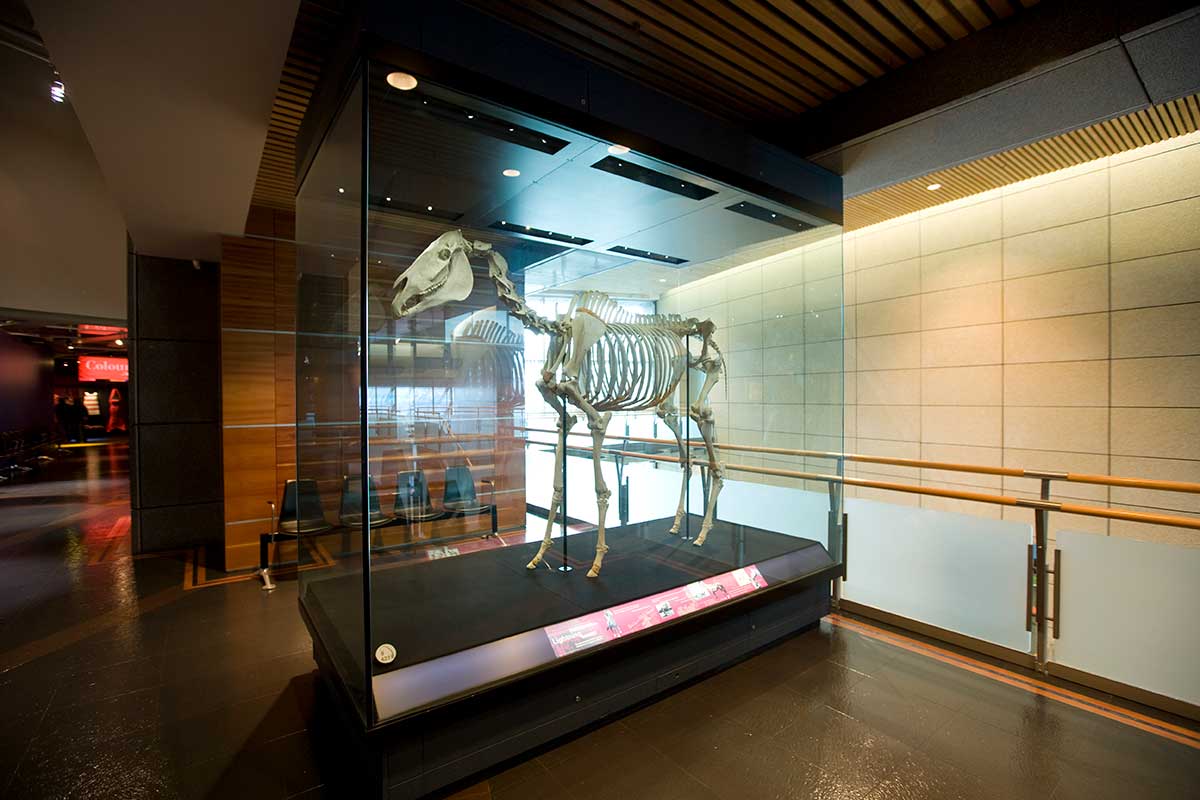 MA I146046 TePapa Equus caballus full