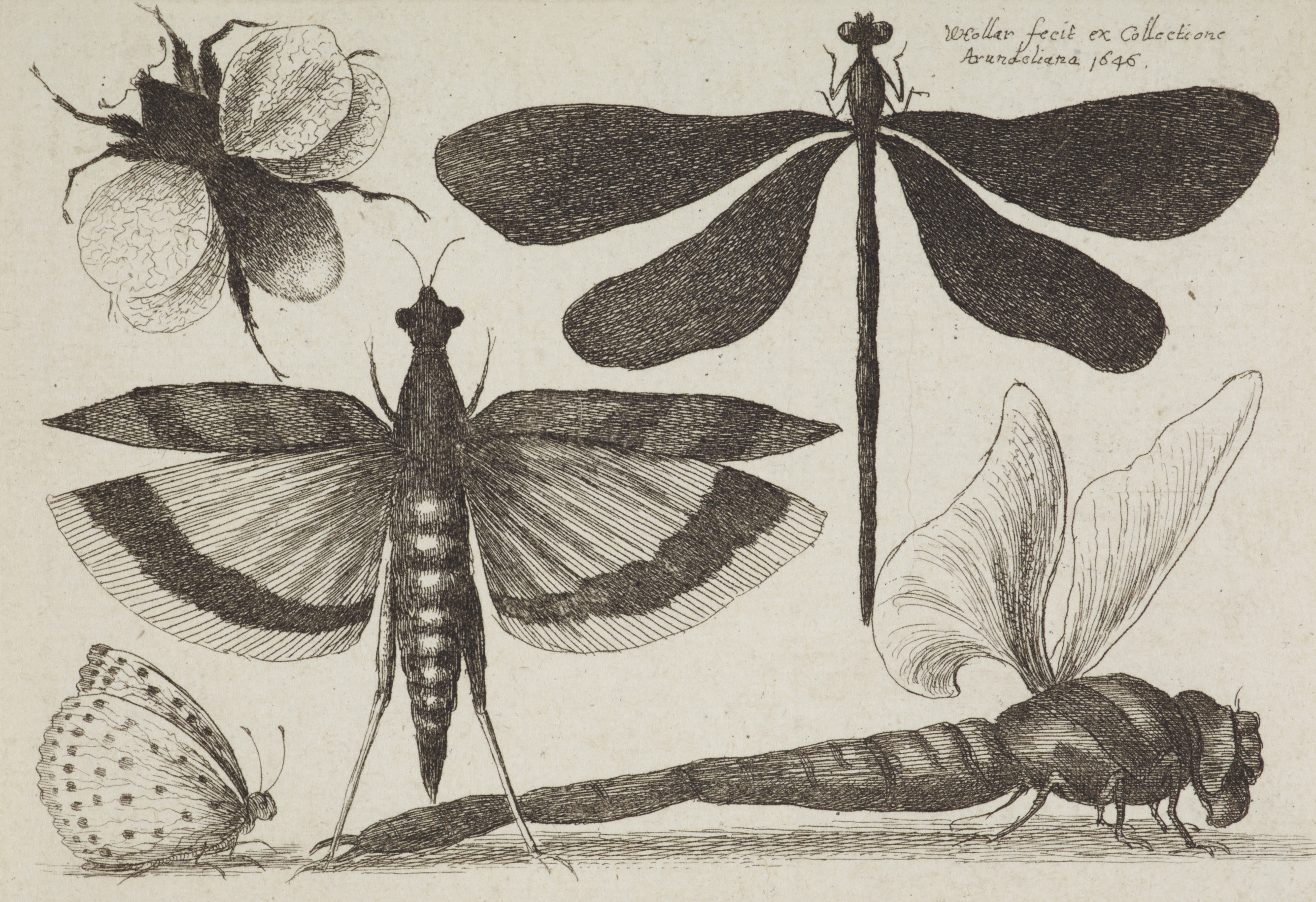 MA I306768 TePapa Muscarum scarabeorum full