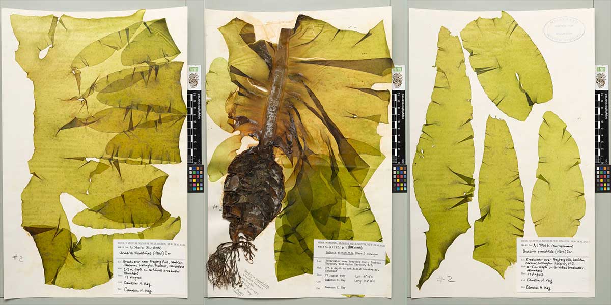 MA I946282 TePapa Undaria pinnatifida Harv preview Wellington Harbour