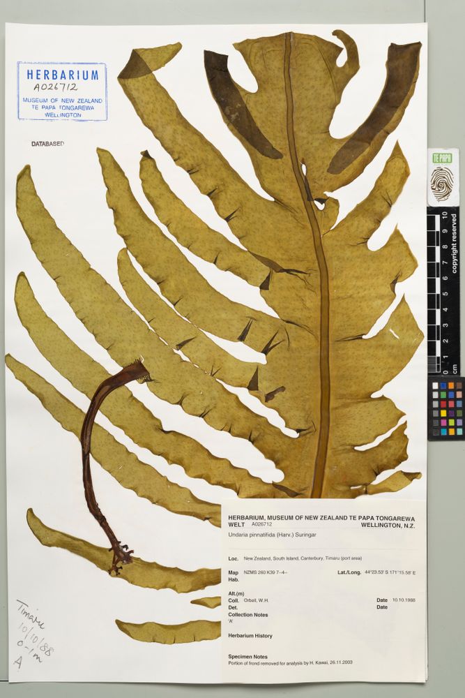 MA I946315 TePapa Undaria pinnatifida Harv preview