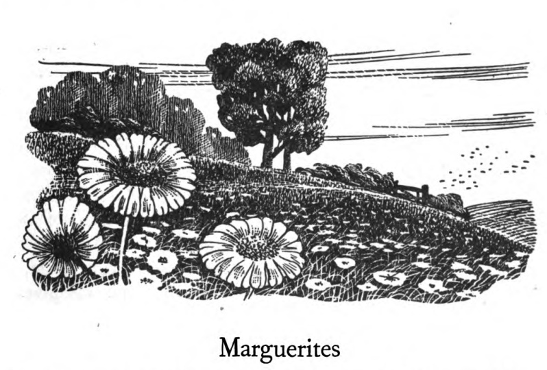 Marguerites