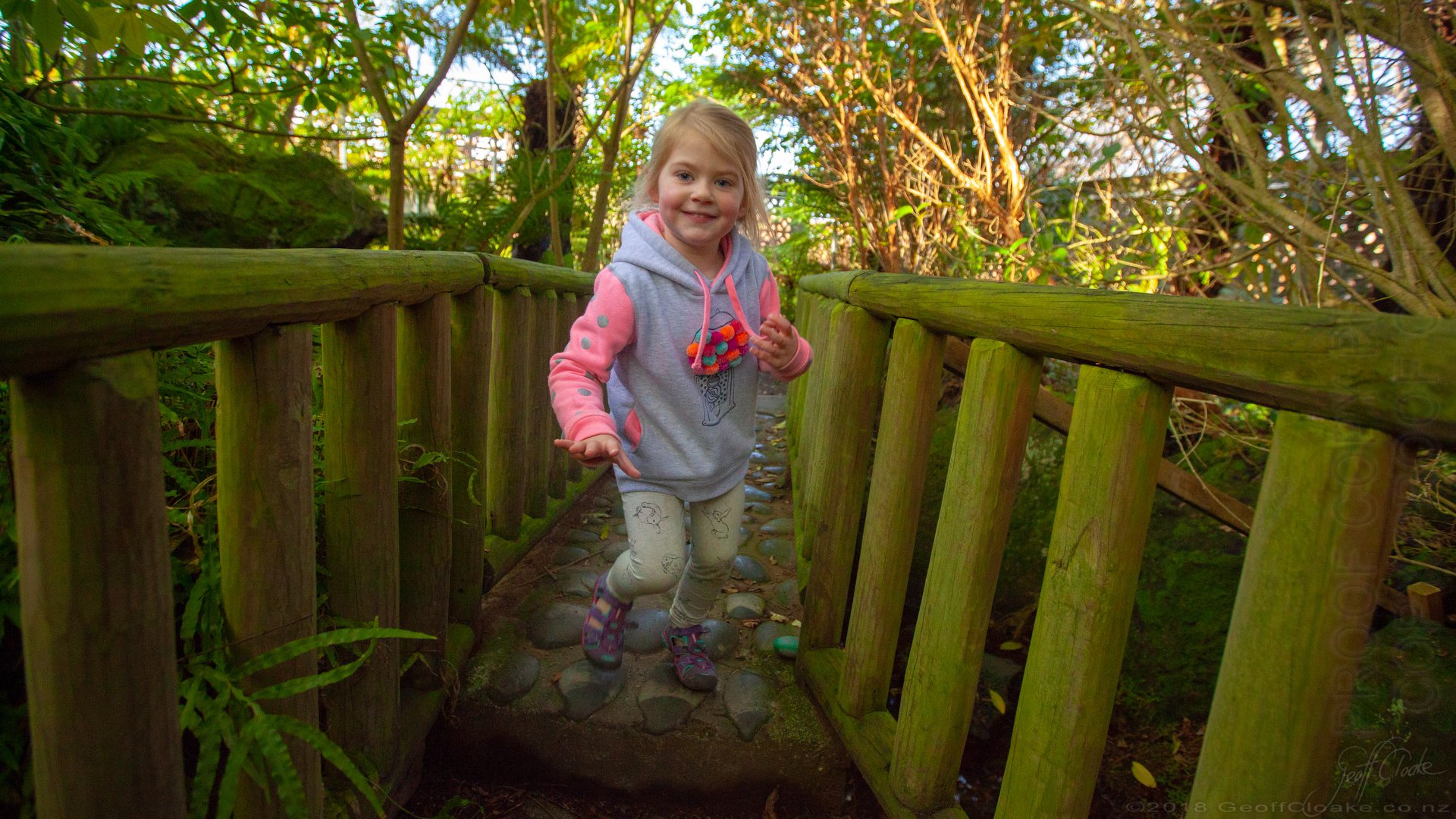 Medinella Fauth 2018