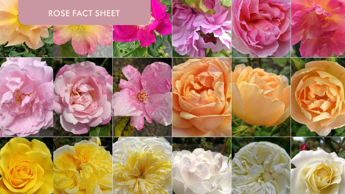 01 RFauth NZGardensTrust Presentation 2600407