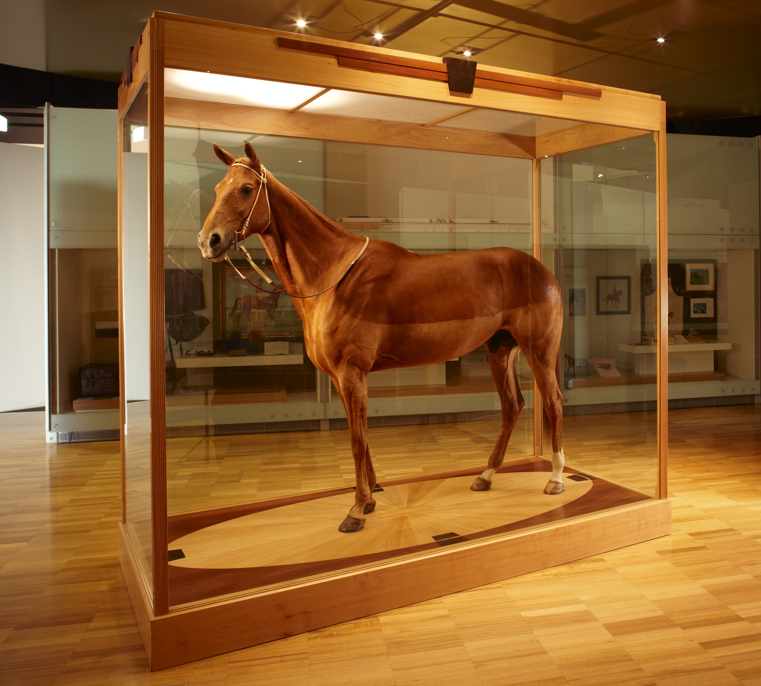 Phar Lap hide at the Melbourne Museum Image Museum Victoria 2009