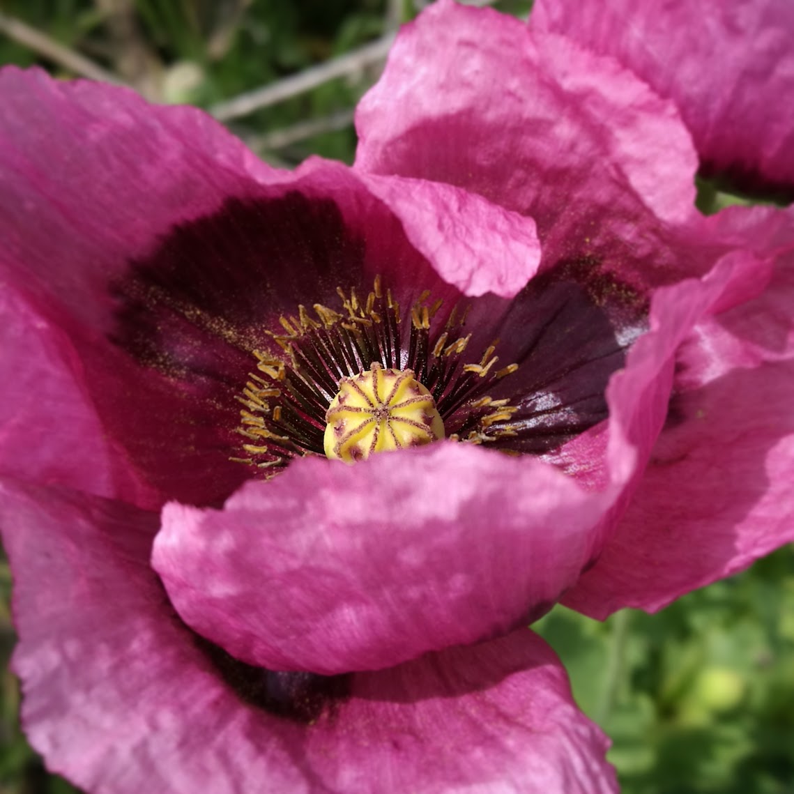 Poppy IMG 20181031 152347 971