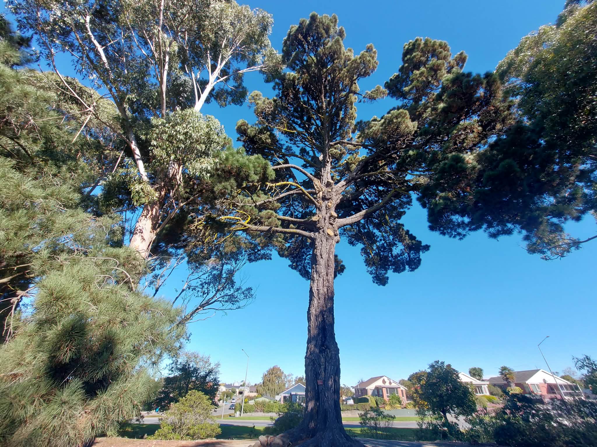 Prisoner Pine at Timaru Botanic Gardens RFAUTH 2026