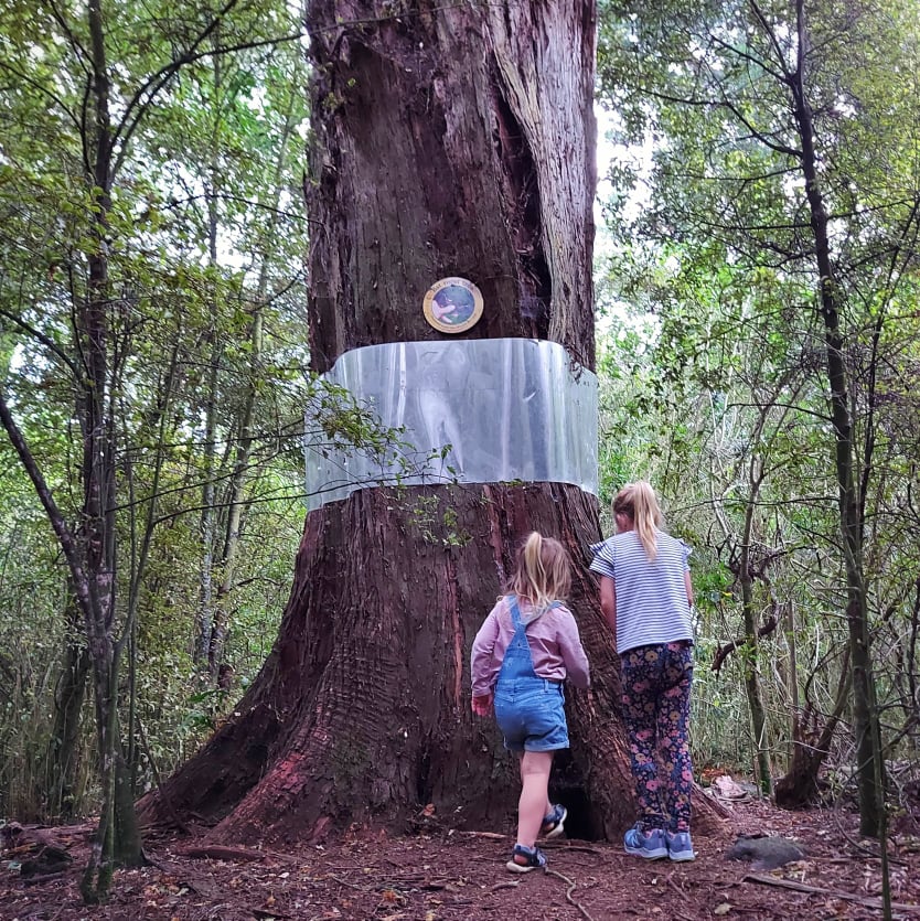 Go on Bat tree hunt 1 Photo Roselyn fauth