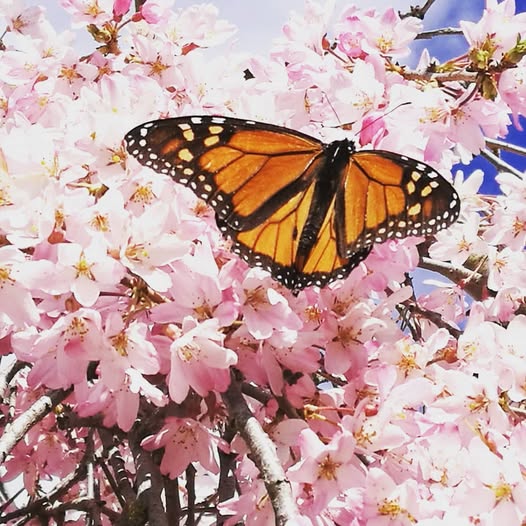 Monarch Butterfly on the blossom