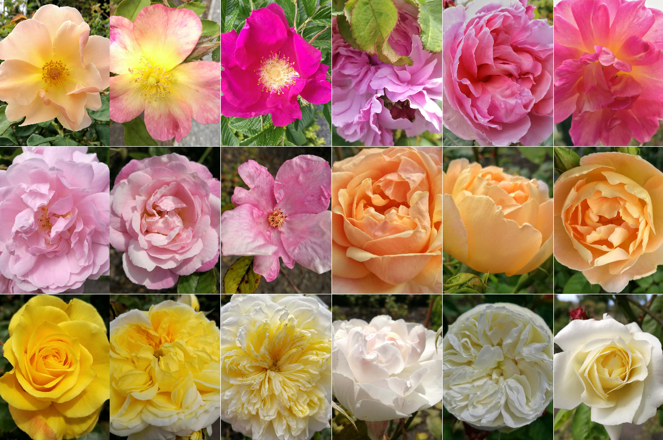 Rose Blooms