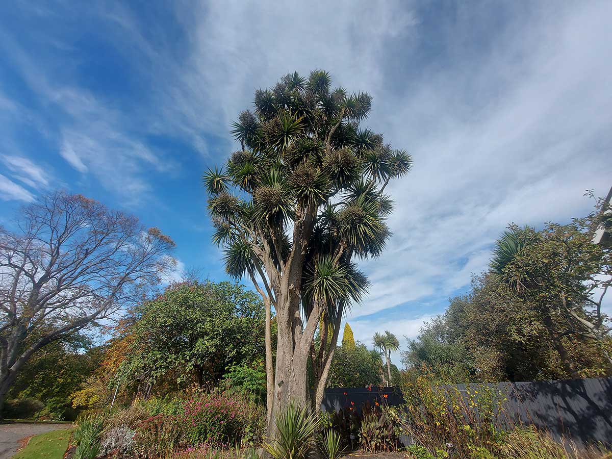 This Ti Kouka could be the tree that Anderson wrote about