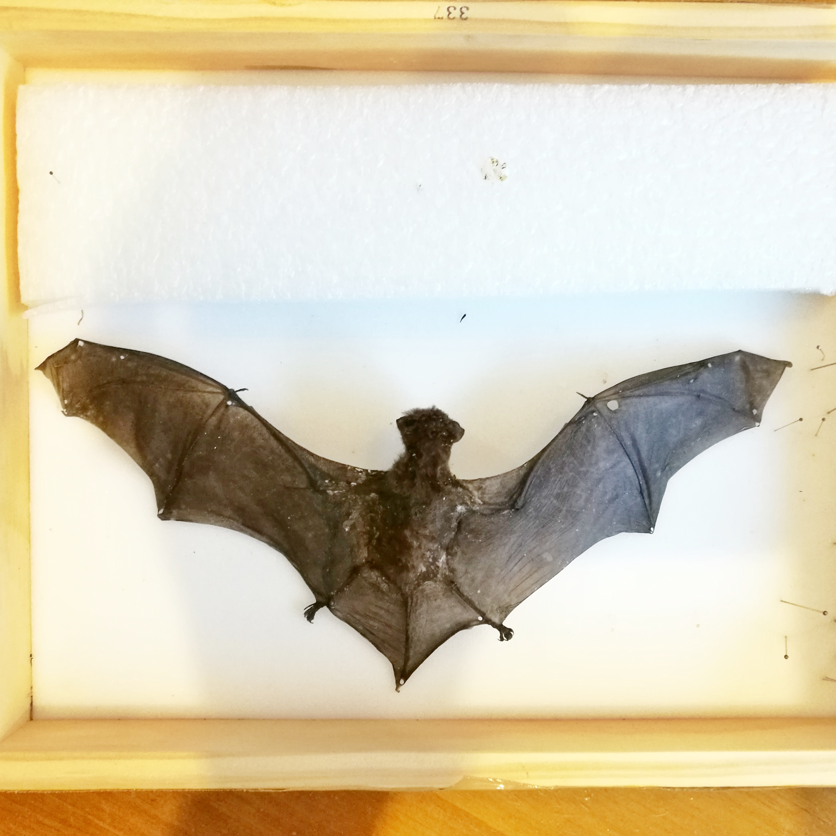 WuHooTimaru Bats 094159 01