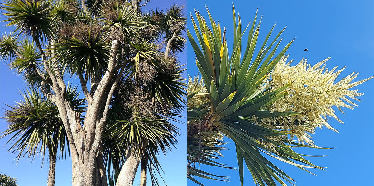 Ti Kouka Cabbage Trees Photo Roselyn Fauth