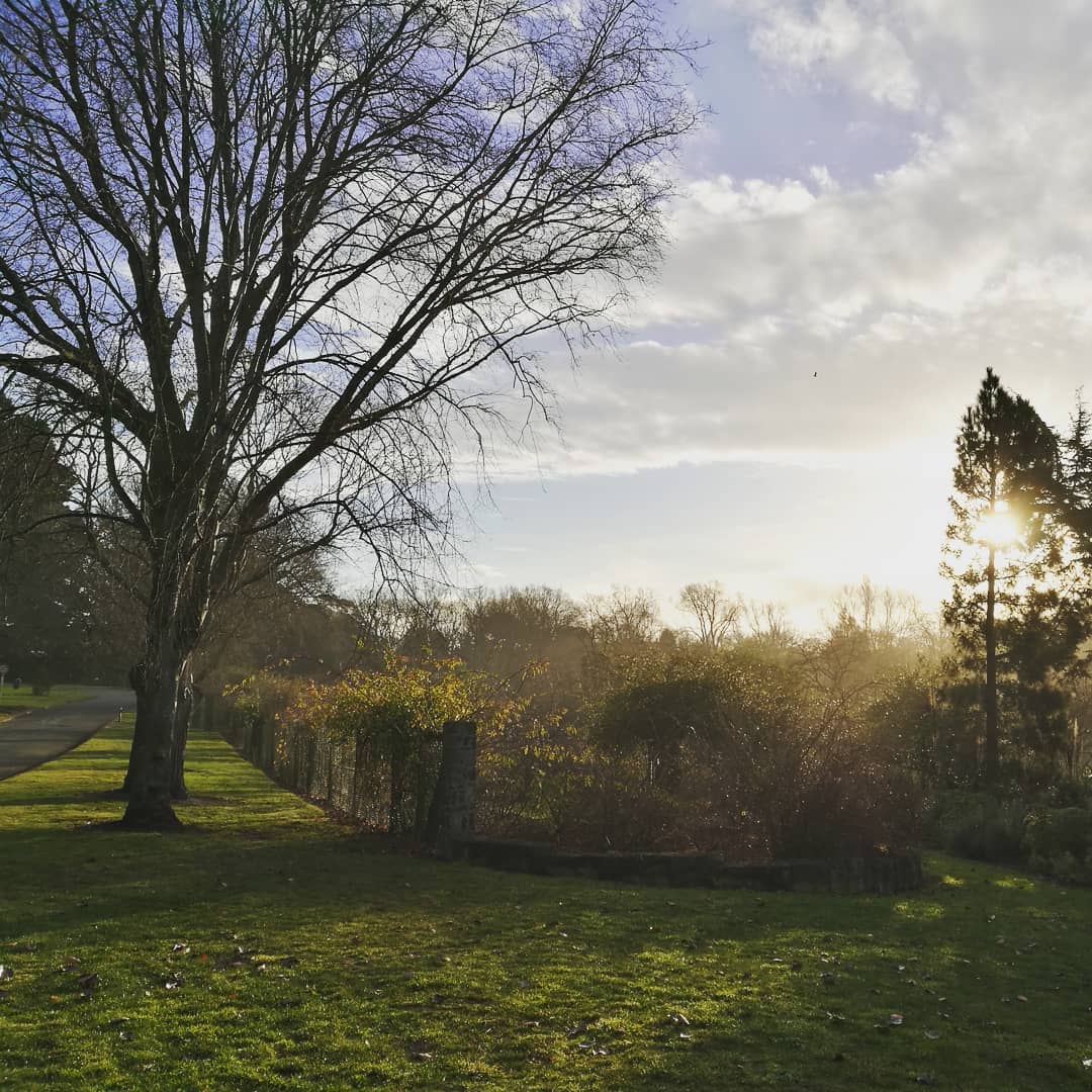 Species rose garden Timaru Botanic Garden Roselyn Fauth