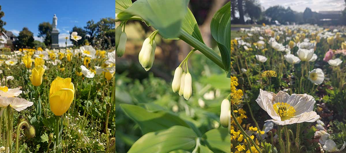 Timaru Botanic Gardens R Fauth 2026