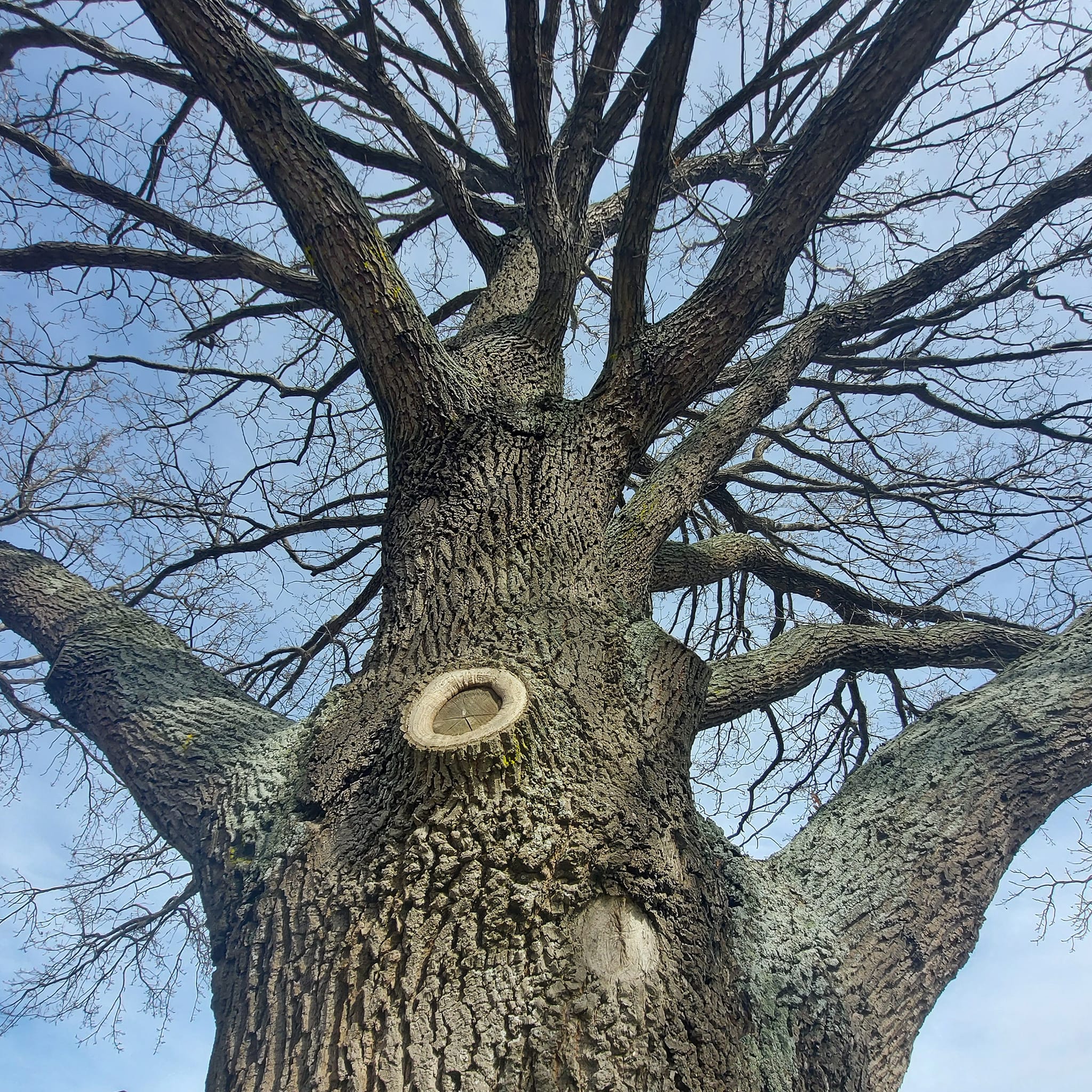 Timarus Olympic Oak Jack Lovelock Timaru Boys High School WuHoo Timaru Roselyn Fauth 2022