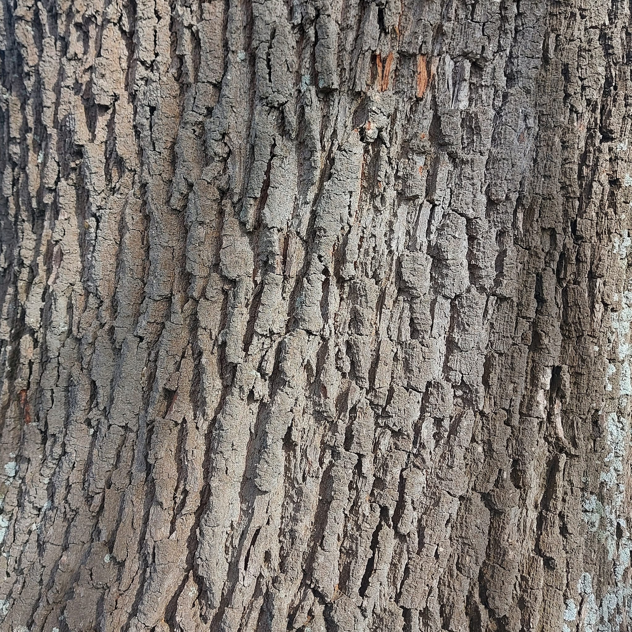 Timarus Olympic Oak Jack Lovelock Timaru Boys High School WuHoo Timaru Roselyn Fauth 2022