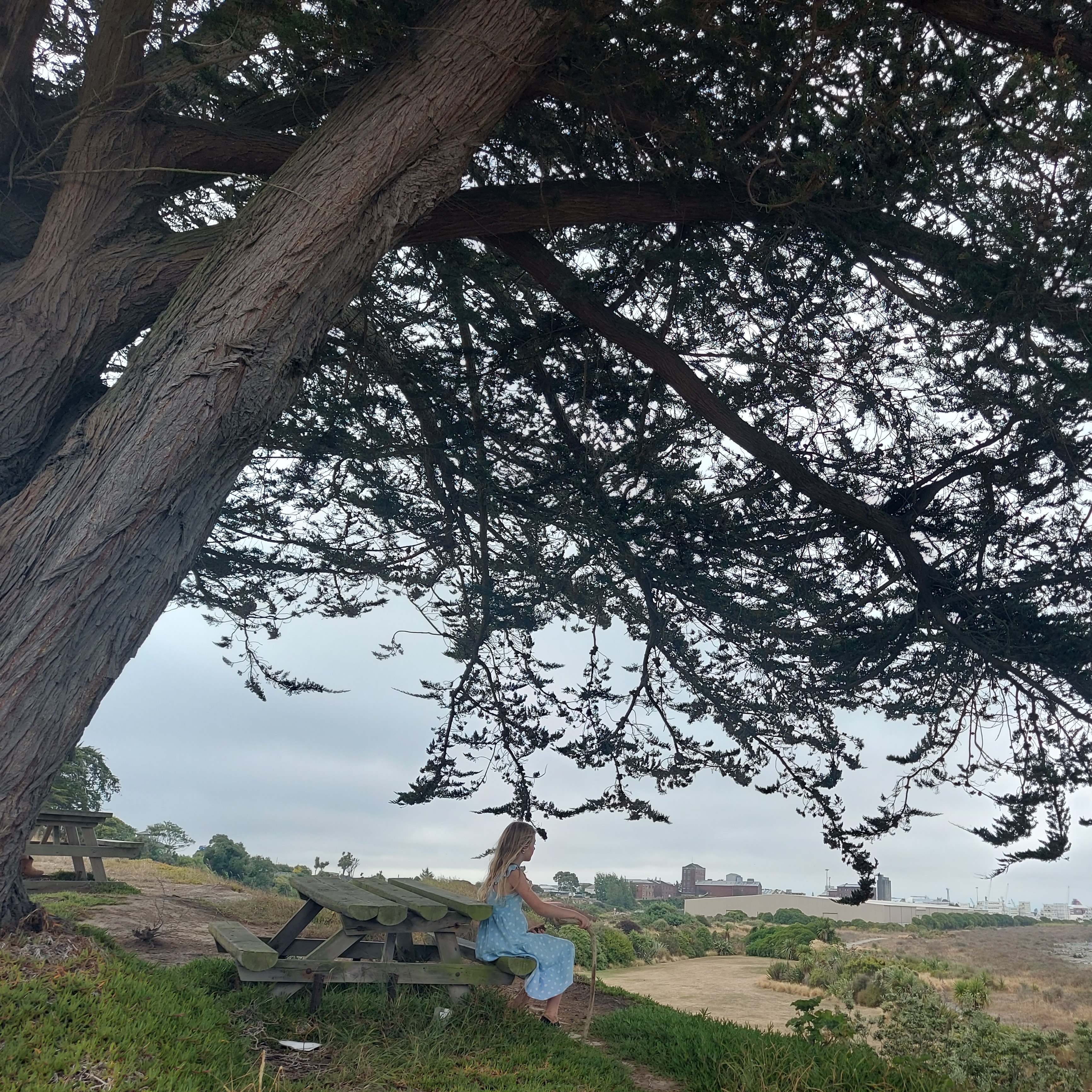 Coastal Macrocarpa 20230131 185228 01