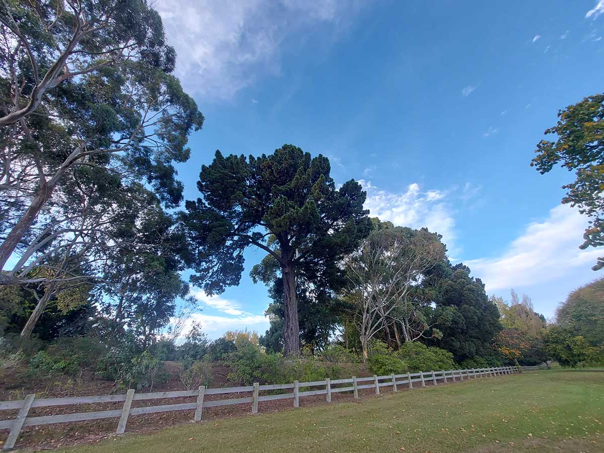 Prisoner Pine 2 Timaru Botanic Garden RFauth 2026